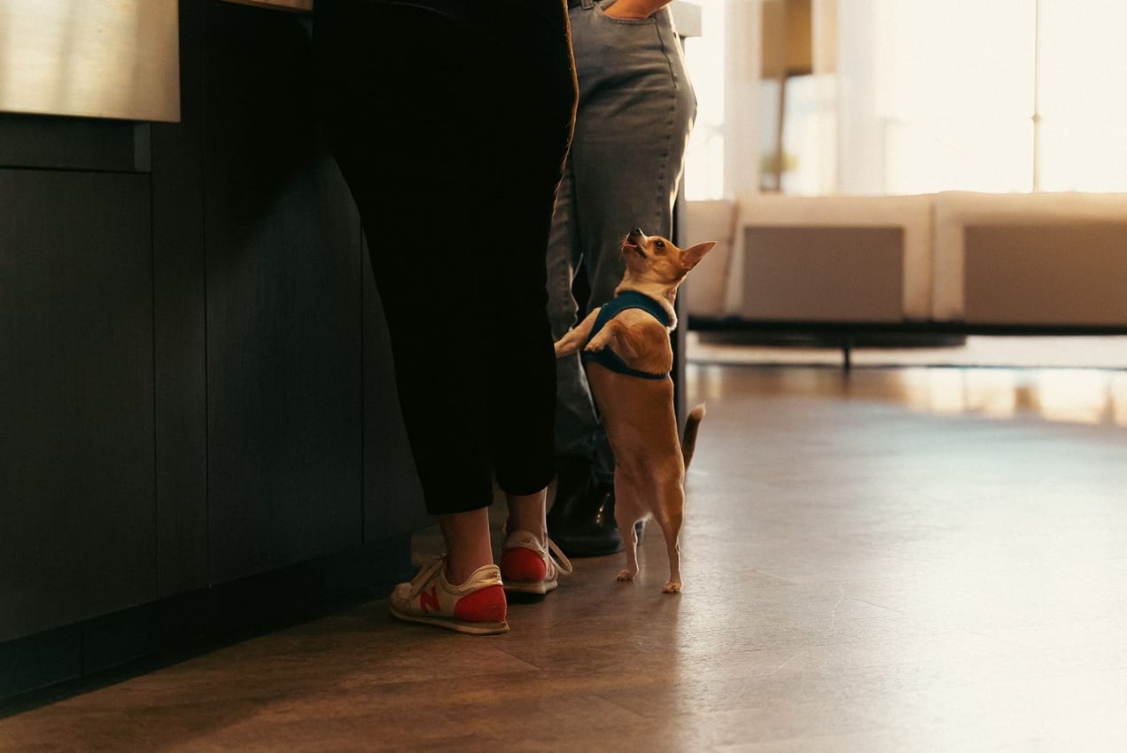 a small chihuahua being cute